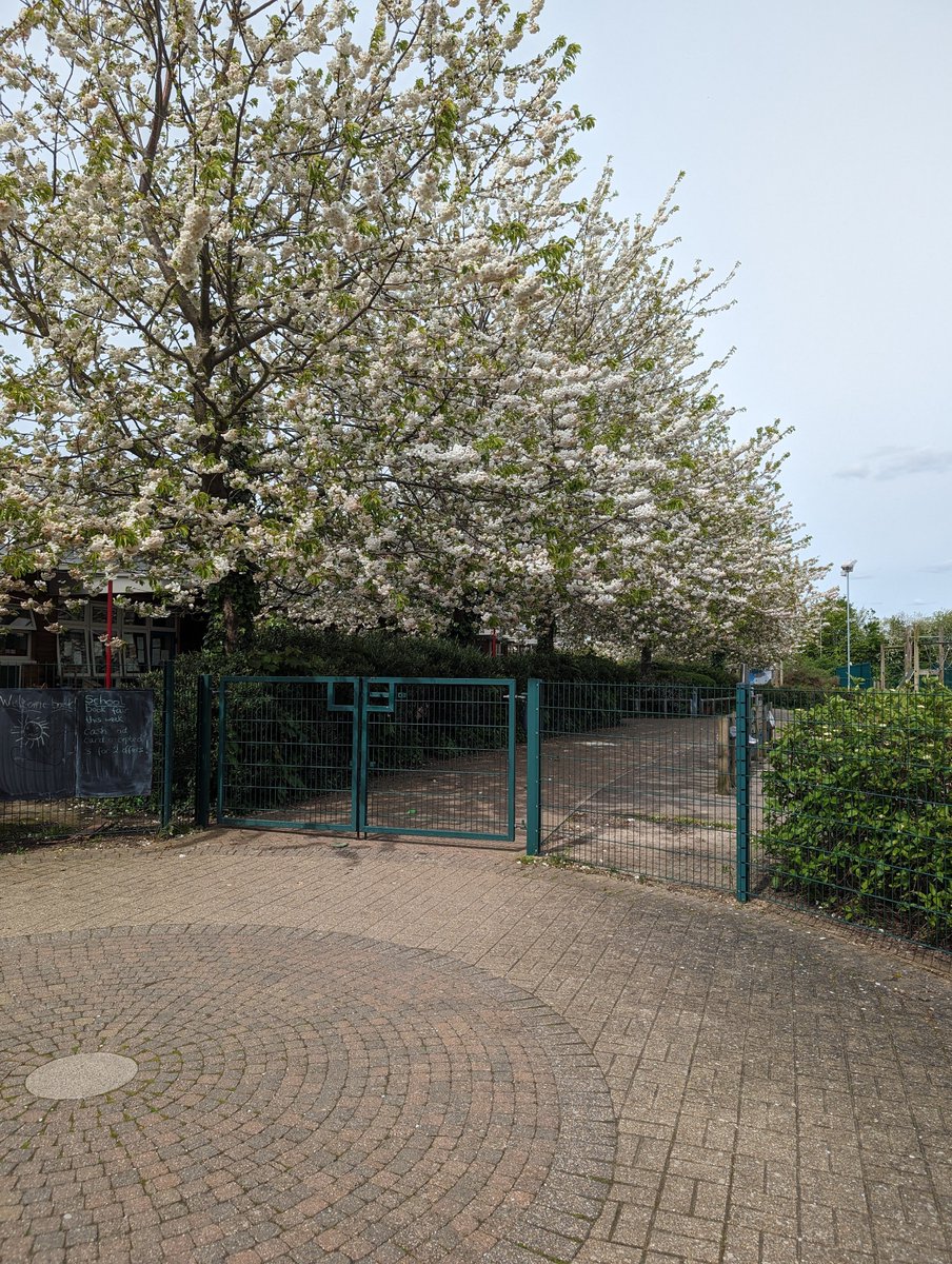 StarksField's tweet image. Starks Field in blossom🌸 A lovely start to the Summer Term!