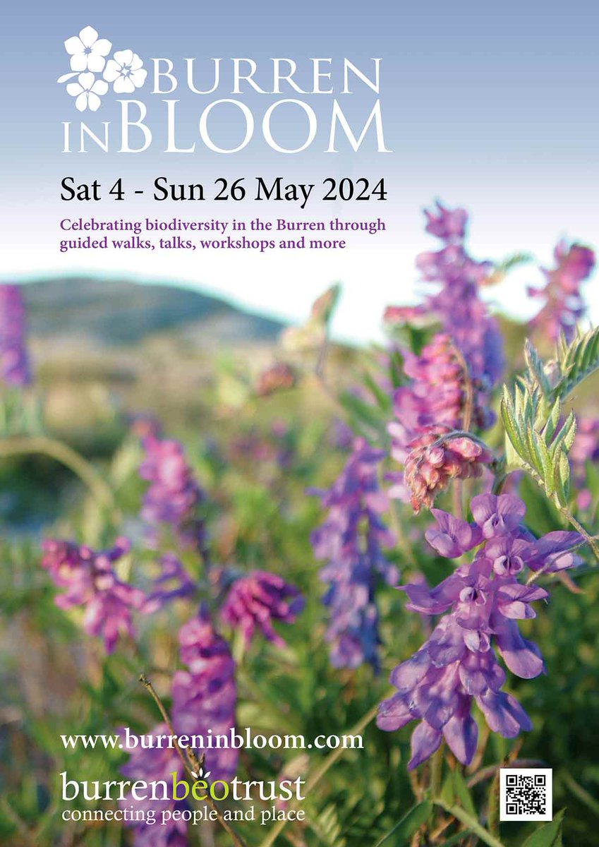 🥁🌸Bookings are now open for this year's #Burren in Bloom with events every weekend of May. Explore wildflowers, plants, grasses, birds at dawn and dusk, bats, barn owls, butterflies & special habitats like turloughs, grasslands & hazel woodlands. burreninbloom.com