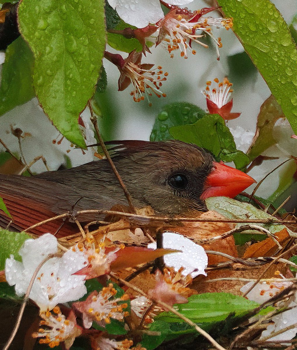 Cool and rainy this morning in Central Park, but if I had stayed home I would have missed this lovely Northern Cardinal keeping her eggs warm! I hope her efforts are rewarded! 🥰🥰🥰 #cardinals #centralpark #birdcpp