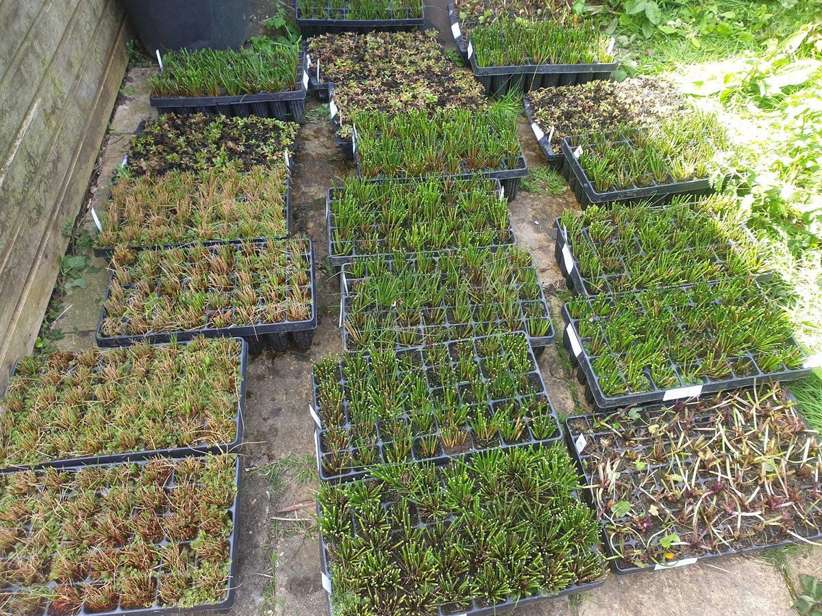 These are just some of the plants we'll be planting in Chamber Mead Wetlands this Saturday. Thanks to @epsomewellbc, The Lower Mole Countryside Trust and their volunteers for helping with the delivery! For details of our family friendly open day visit southeastriverstrust.org/latest-news