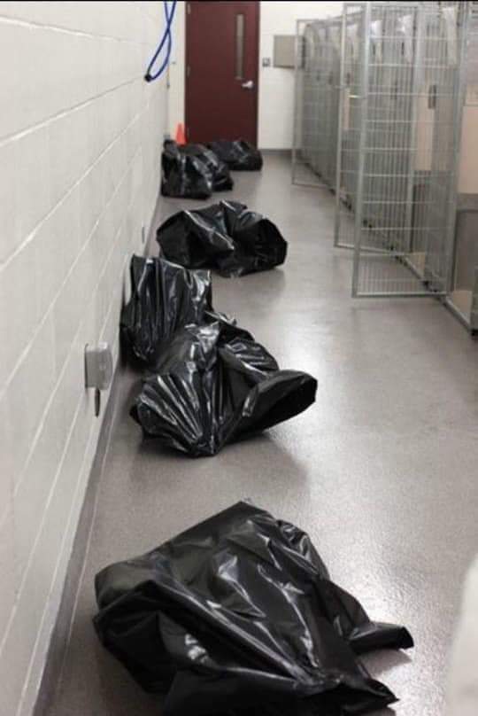 @rickygervais No dog should end up in a trash bag and discarded like trash.#AdoptDontShop #Animallivesmatter