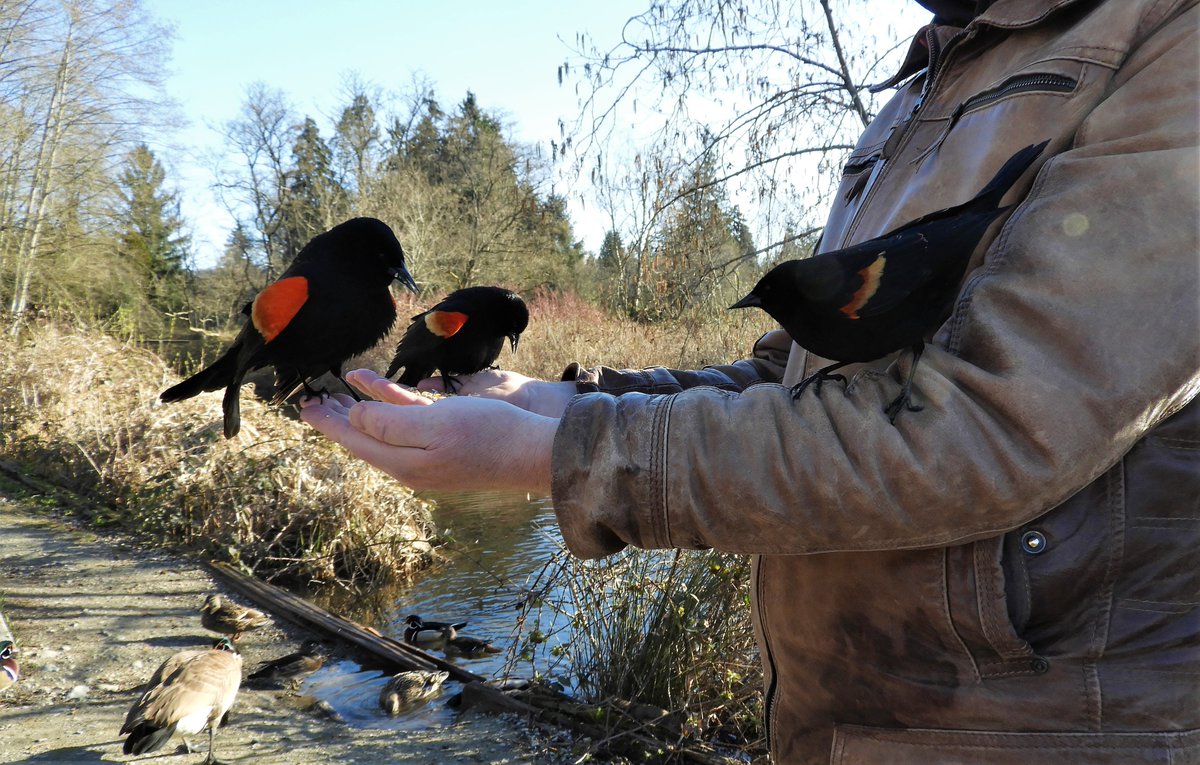 For #3sDay, 3 male Red-winged Blackbirds enjoying a handout!
