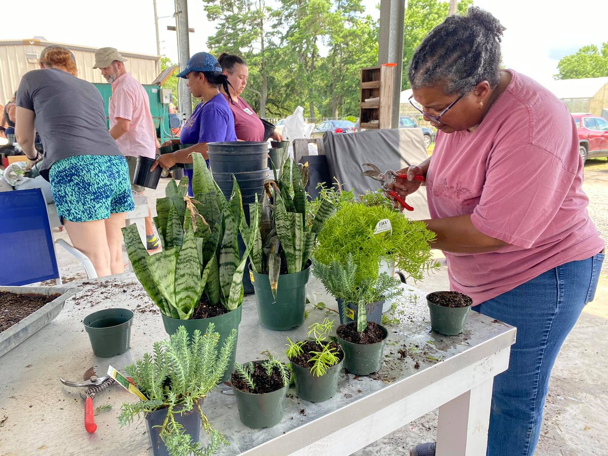 Calling all Louisiana public and private school teachers! A School Garden Leadership Workshop Program is available in Lafayette on July 9-12. Cost to attend is $75. Apply here: tinyurl.com/GardenLeadersh…