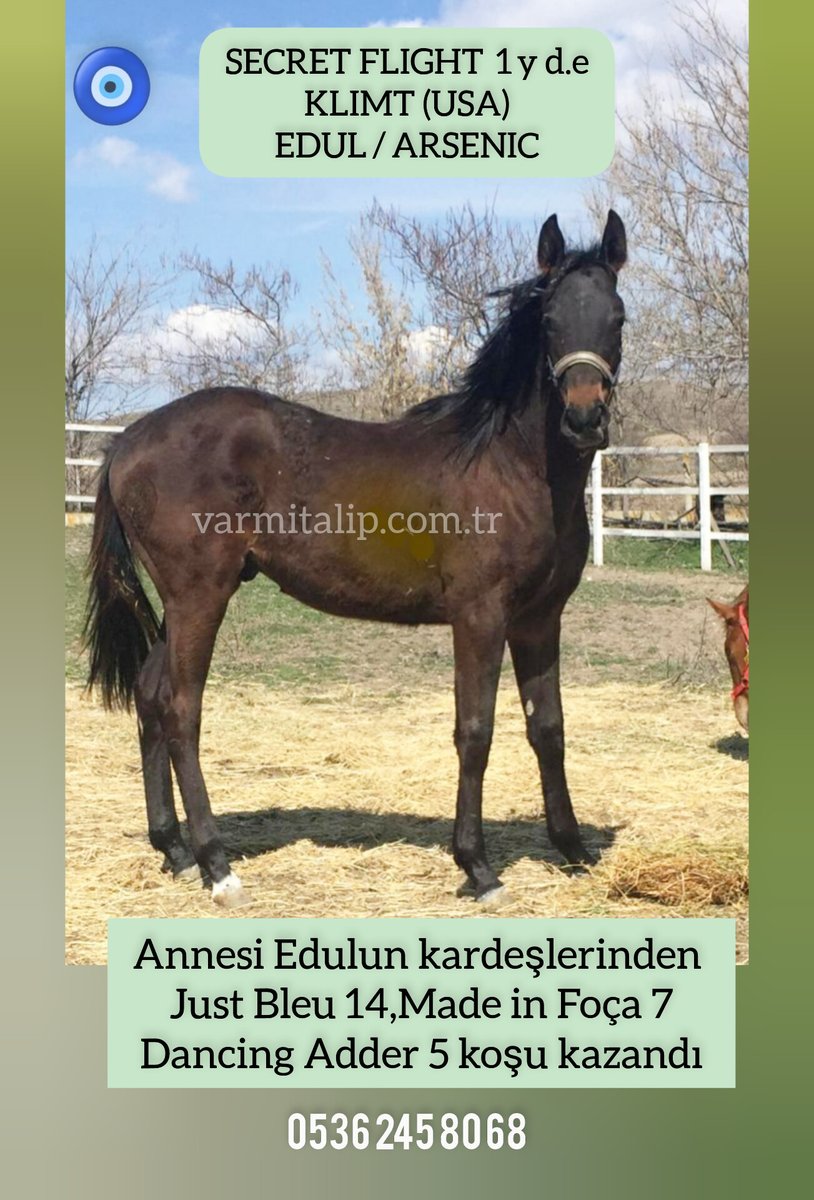 #Klimt erkek arayanlara gelsin #varmitalip #İdmanda #KoşanAtlar  #TercihliKısraklar #GebeKısraklar #ArapTaylar #İngilizTaylar #Yearling #ArabianHorses #Stallion #SatilikAtlar 05362458068 
@varmitalip