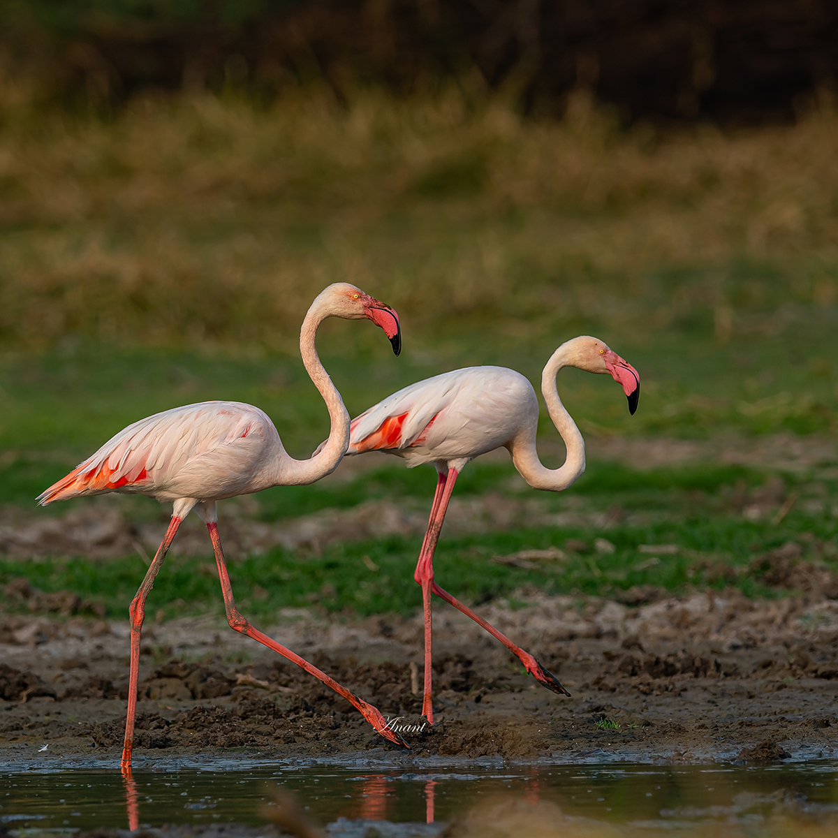 Greater Flamingos at Thol, Ahmedabad, Gujarat, in Apr 24

#beautifulbirds #world_bestnature #Birdwatching #bird #BirdPhotography #photographylovers #birding #photoMode  #TwitterNatureCommunity #BBCWildlifePOTD #ThePhotoHour #IndiAves #IndiWild @natgeoindia @NatGeoPhotos