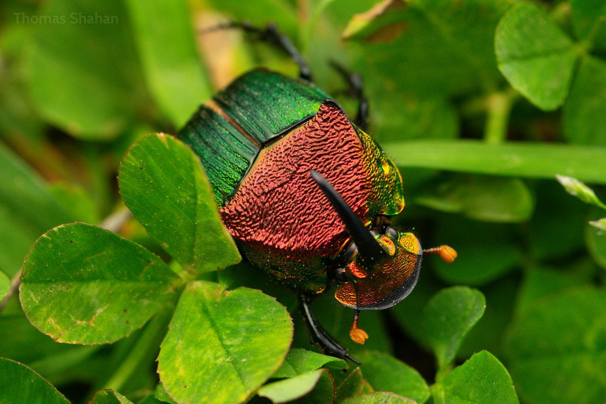 🌈waiting for the traffic to thin out a bit after the eclipse, I spotted this BEAUTIFUL rainbow scarab (Phanaeus vindex) dung beetle crawling about the clovers. First time photographing a male of this species - note the large horn! 🤩