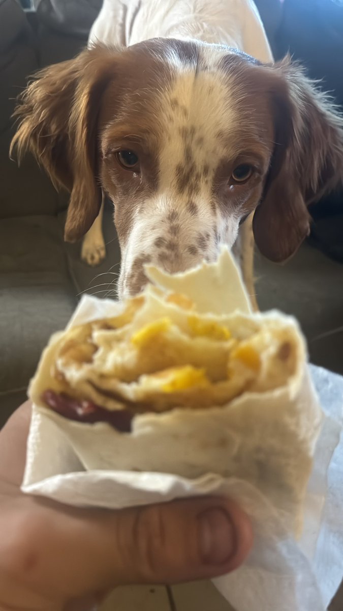 gaurdiant22's tweet photo. @Doc_8mmLebel Beef bacon egg and cheese rolled up in a tortilla https://t.co/2kT6DIWQ21
