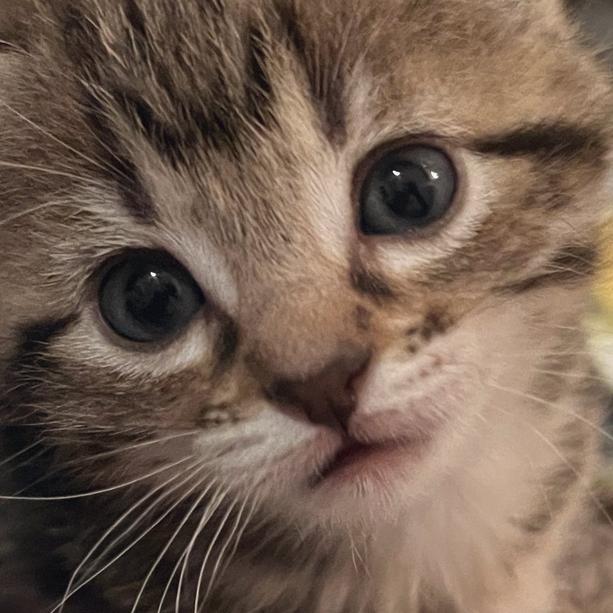 Nothing sweeter in this life. #Caramel #Kittens #CatsOfTwitter