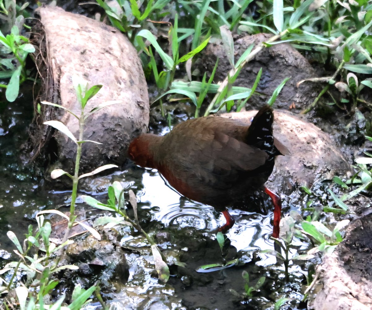 Ruddy Breasted Crake, Thekkady, India.  Ebird stating unreported in area but this guy was happy as Larry in a stinky pool. Taken from distance through chain link fence so sadly not sharp but salient points noted.