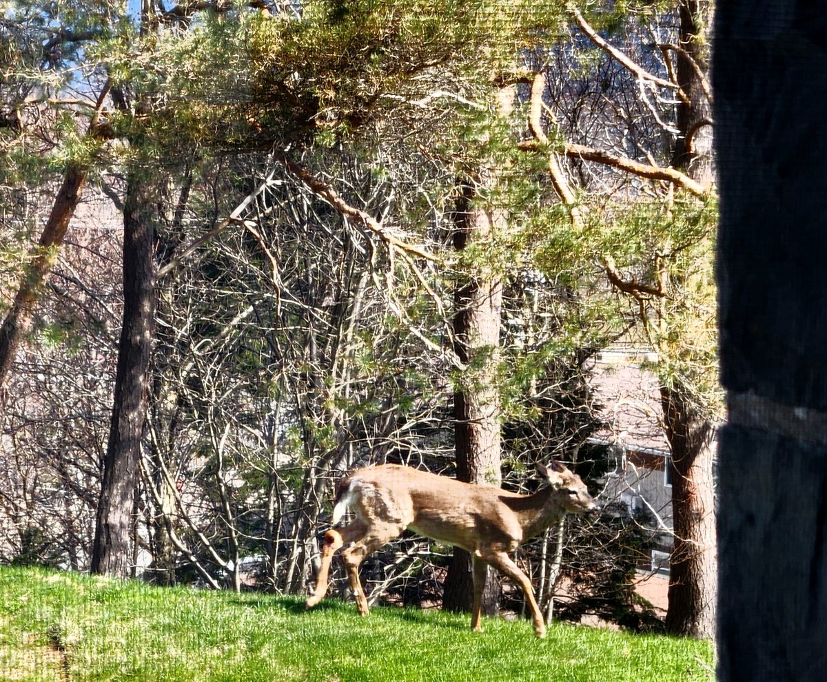 Another reason to love coming to work @MSVU_Halifax - the beautiful deer found around campus munching on the greenery. @MSVU_Alumni @MSVUSU @MountLibrary