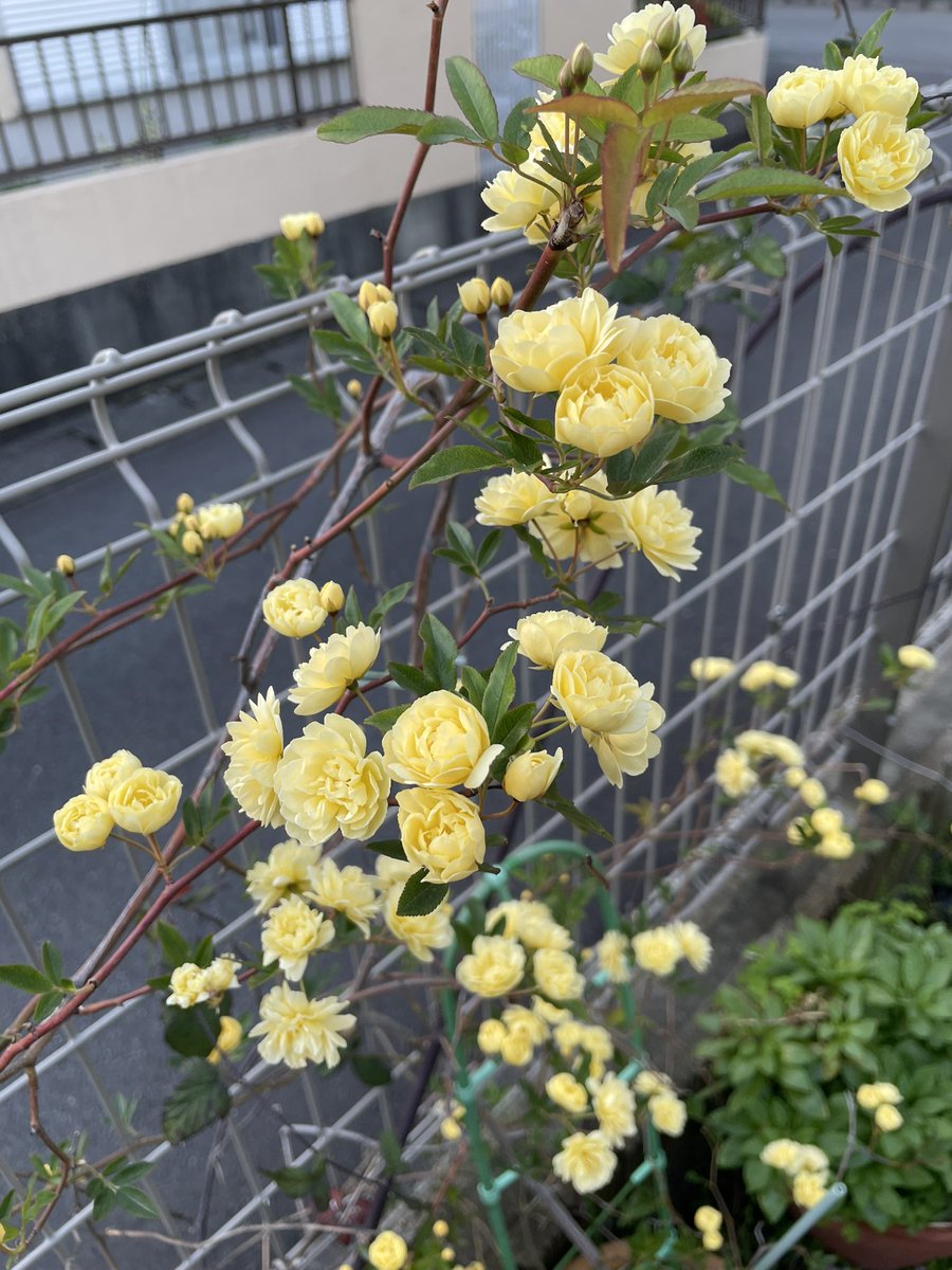 aloha82byU's tweet photo. 春だね🌷✨ https://t.co/Z0Mlf8deOT