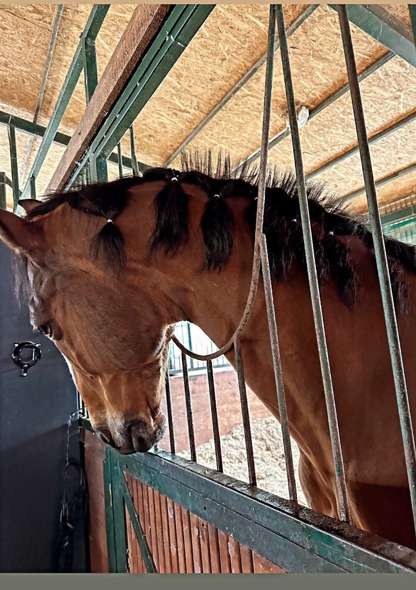 Hande erçel aka a horse mane stylist 😌