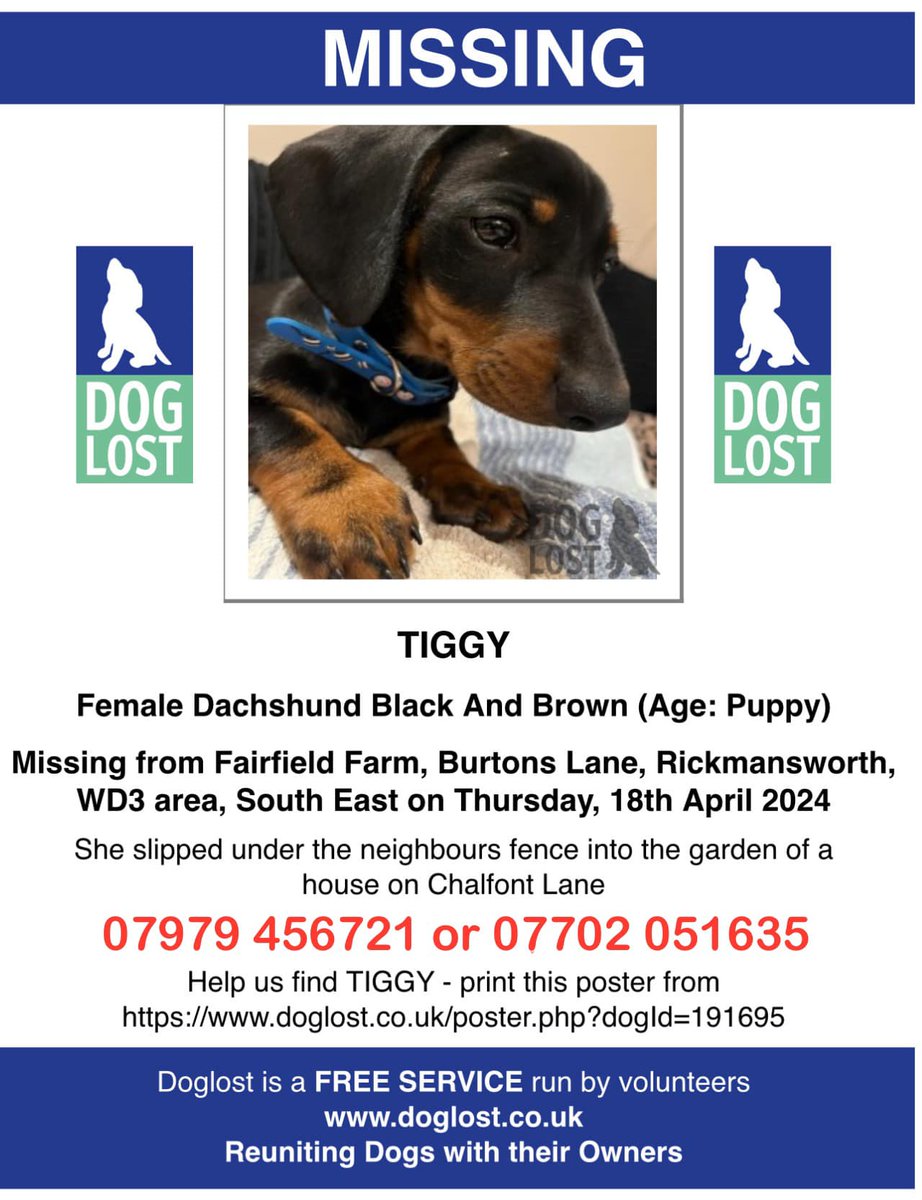 Female, Black/Brown #Dachshund Tiggy is #missing from #FairfieldFarm #BurtonsLane #Rickmansworth #WD3 area, #Watford today, 18/4/24. Slipped under neighbour's fence into the garden of a house in #ChalfontLane.  Please keep👀peeled if you are in that area. Contact numbers on…
