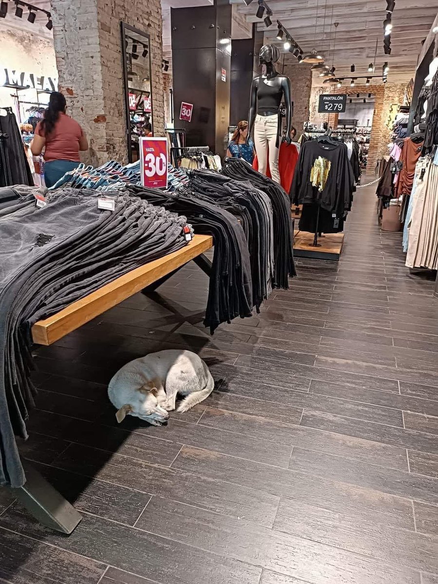 En una sucursal de la tienda “Cuidado con el Perro”, dejaron entrar a un perrito en situación de calle para que se resguardara del calor. ❤️ 🐶