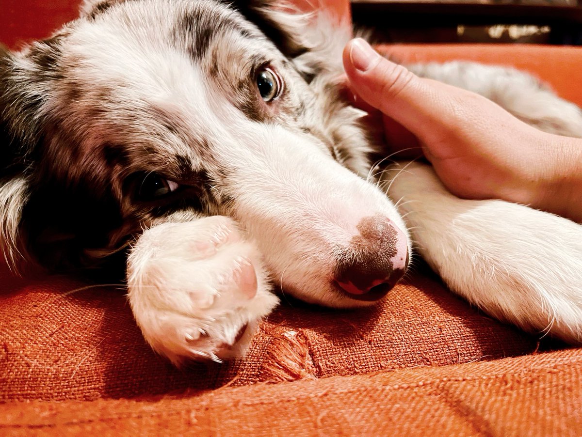 おでこのブチが
完全に眉毛🤨

眠くて駄々っ子になって
ハウスすると即気絶🥹

#子犬 #ボーダーコリー #犬のいる暮らし 
#犬のいる幸せ #犬好きさんと繋がりたい