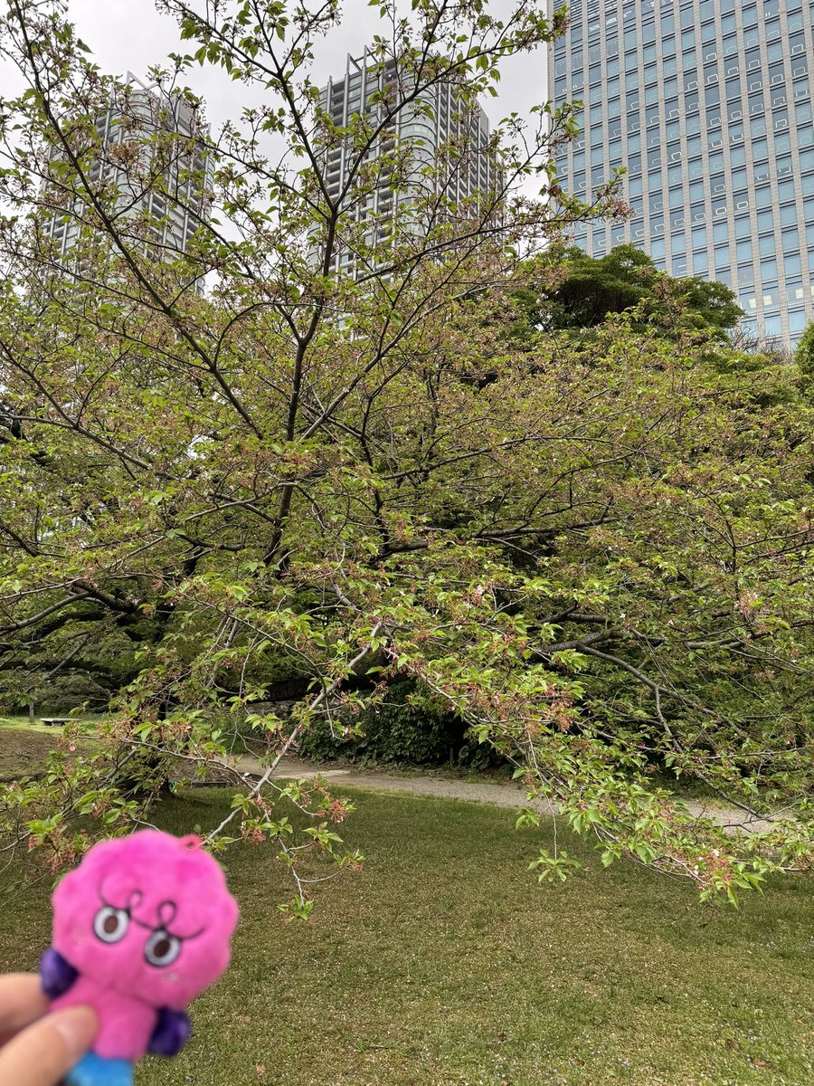 こんばんは☺️

今日は時折小雨降る中聖地巡りして来まし☺️
周りは暗いけどサジン撮れました😊

桜は散ってしまったけど、同じ所に立てて嬉しい☺️

途中、シャヲルさんに出会い楽しい時間を過ごせました。ありがとう😊
カレーうどんはお稲荷さんが無かったので再挑戦ですね😅
#SHINee_KEY