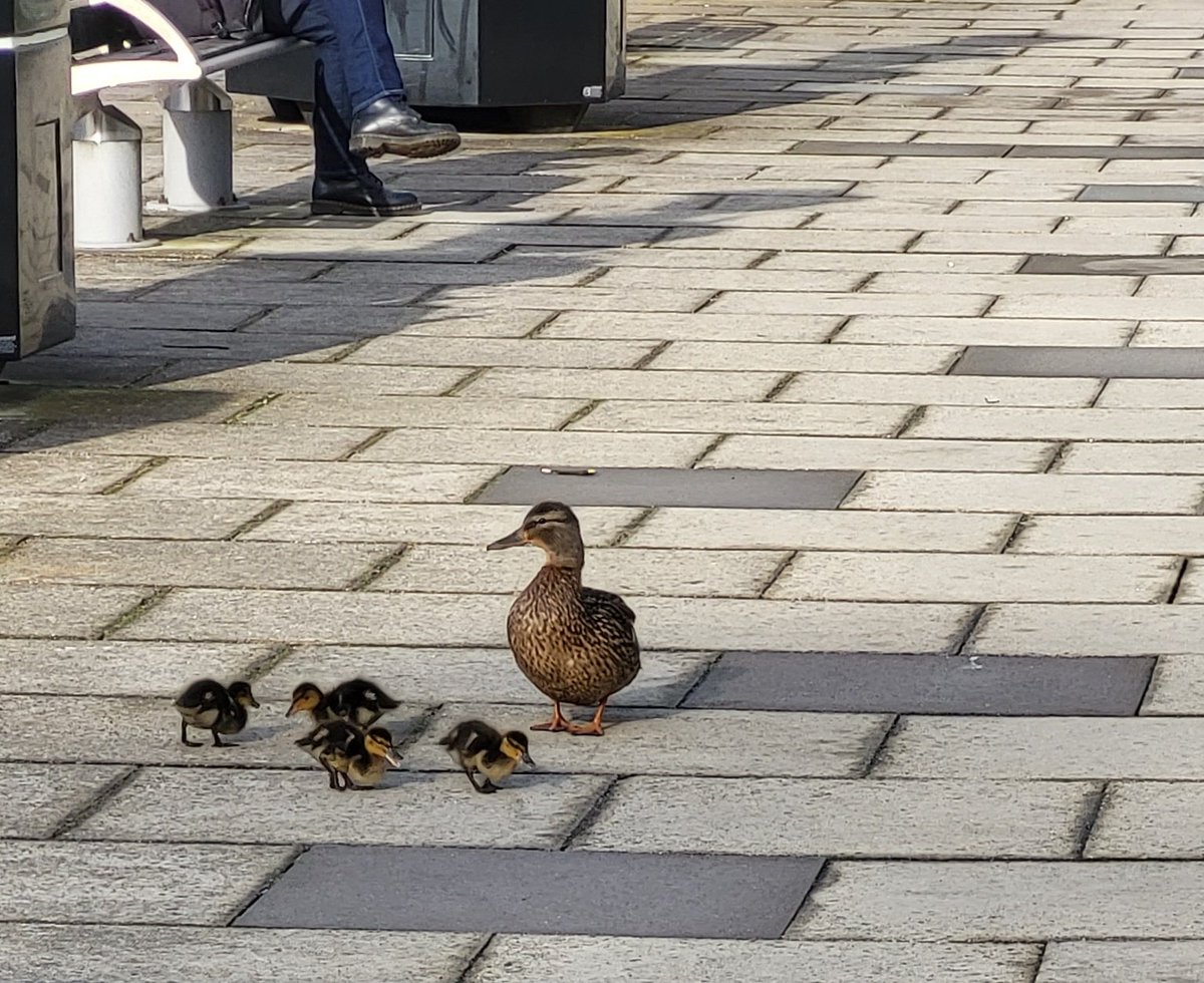 Lovely seeing the ducks on campus today 🦆