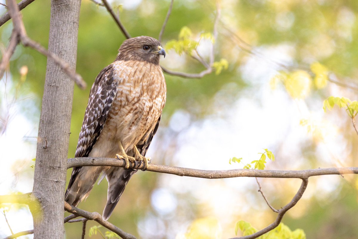 Stumbled upon this gorgeous red shouldered hawk hunting in golden hour on my morning hike ☀️