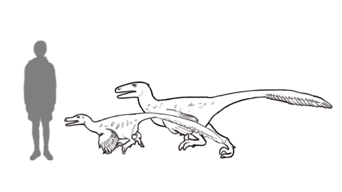 Velociraptor was a turkey-sized “raptor” dinosaur known from the late Cretaceous of Mongolia. Despite this, Deinonychus, known from older fossils from the U.S., are what inspired the “velociraptors” in Jurassic Park. #VelociraptorAwarenessDay,
#100DaysofDinosaurs day 70