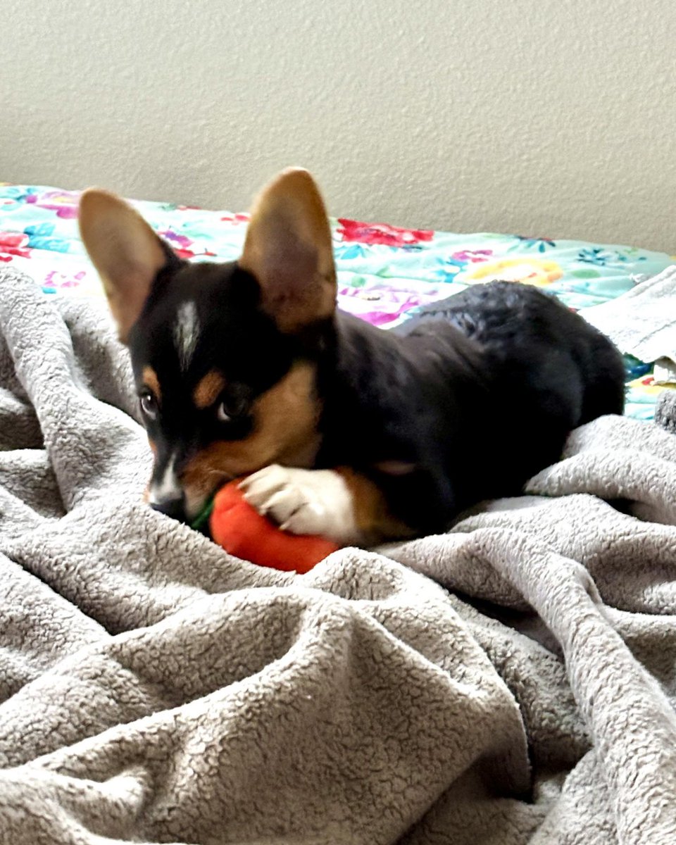 _CorgiCraze's tweet photo. My lil’ bunny rabbit 🥕
#corgitherapy #corgilove #doglovers #Corgipuppies https://t.co/XO2vgX5CLd