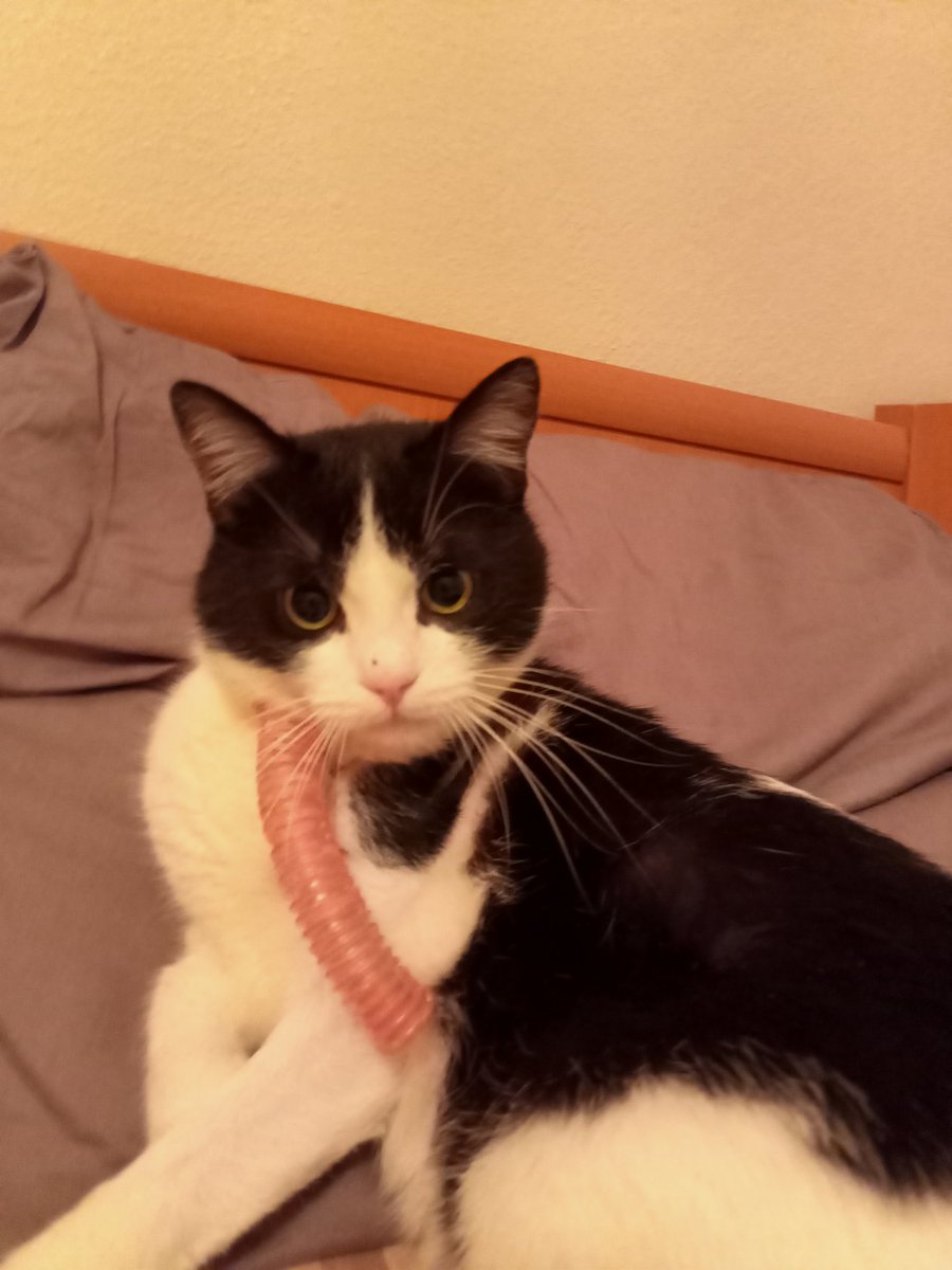 MeLTeM 🐾 tweet media