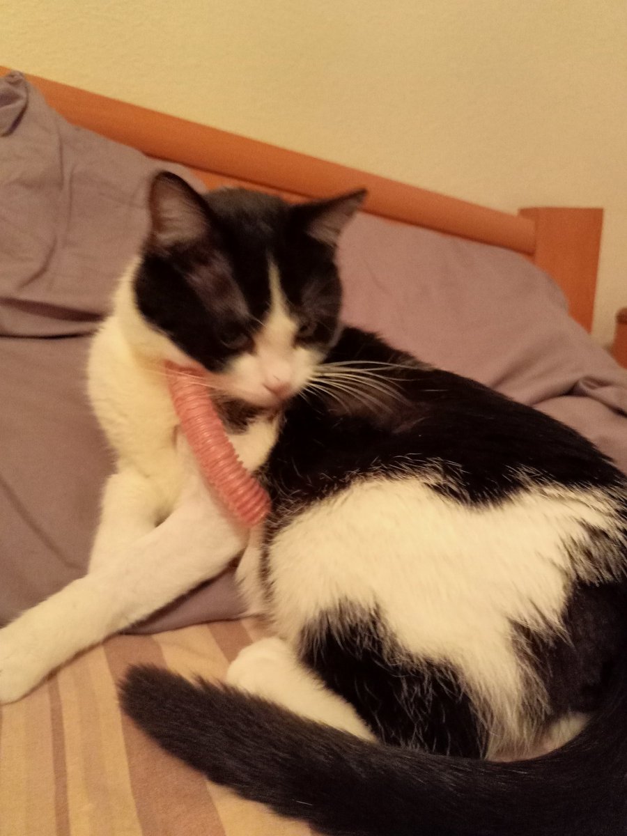 MeLTeM 🐾 tweet media