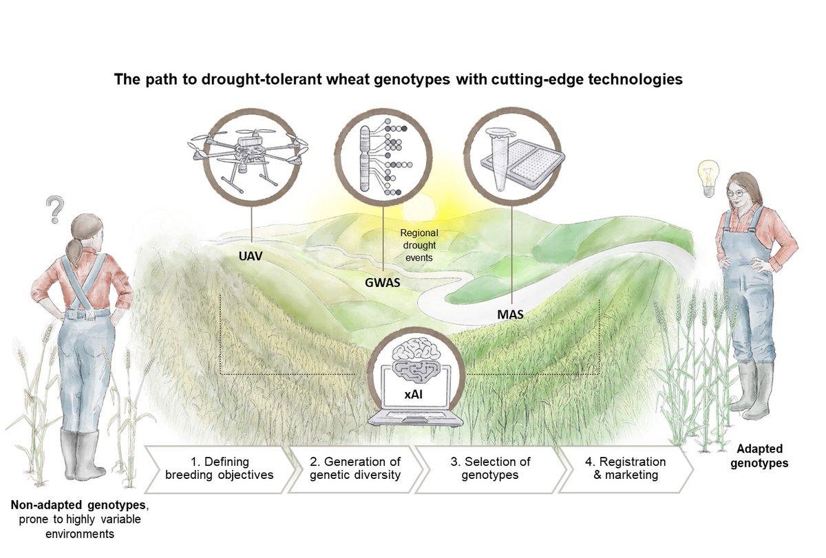 Wanna know more about how #AI #XAI could improve processes and methods for winter #wheat #breeding? Go ahead and read this brandnew masterpiece of a review @FrontPlantSci 👉 frontiersin.org/journals/plant…