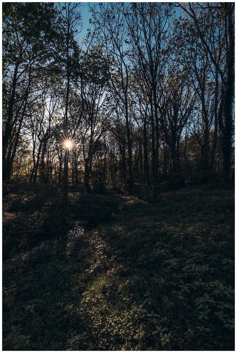 The start of a new body of work, looking at the remaining patches of #ancientwoodlands in the UK. Not sure about the nature of the work yet but for now I'm just spending some time getting to know these spaces. And loving it.