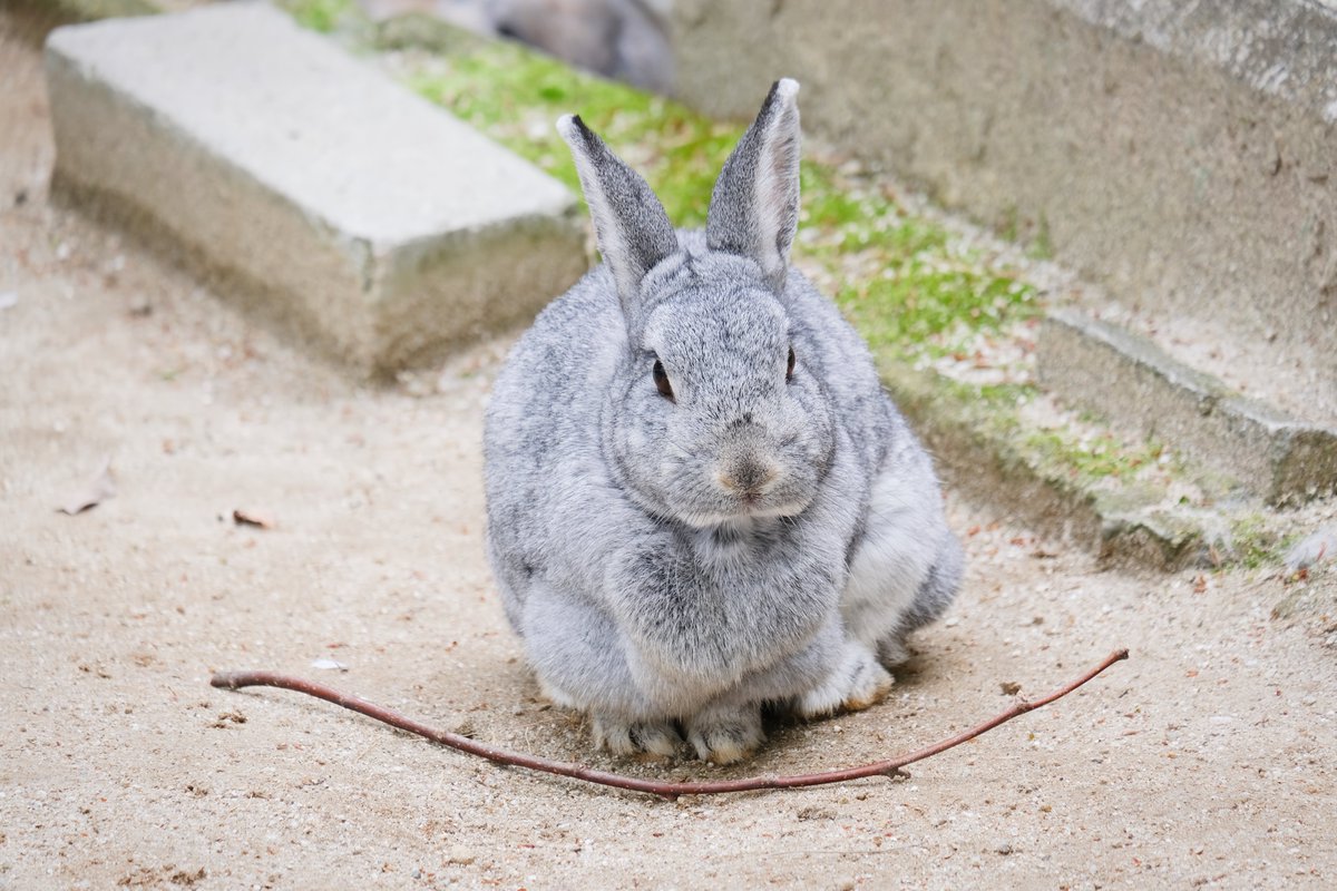 #ウサギ #rabbit 
#埼玉県こども動物自然公園 #zoo 
#写真好きな人と繋がりたい 
#photograph #photography 
#FUJIFILM #fujifilm_xseries #xs10 
ふっくらうさぎもち