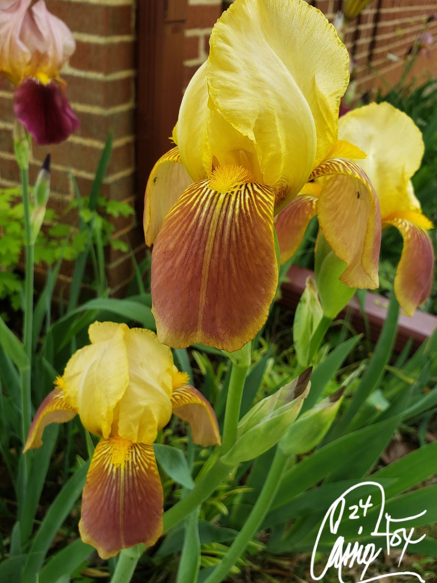 #BackyardBeauties The Iris of the day. #DailyBlooms #PetalPusher  #CassieJFoxPhotos 📷  #CazFoxMedia #WhitmireSC #SumterNationalForest #SouthCarolina #Gardens #FlowerBeds