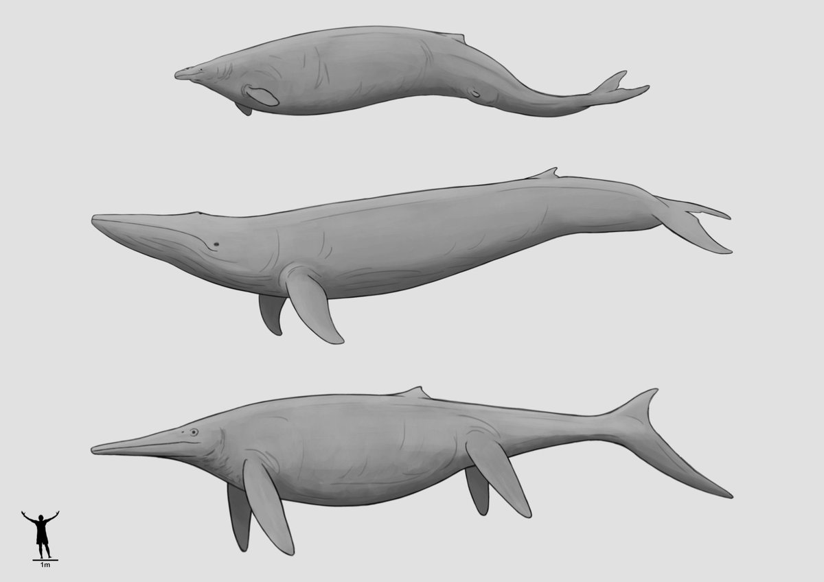 This comparison of a median estimate Perucetus(18.5 meters), blue whale(25 meters), and Ichthyotitan(25 meters) by @aberrantologist really helps put things in scale *Note, Ichthyotitan is based on the more complete Shonisaurus here so there’s a degree of speculation there