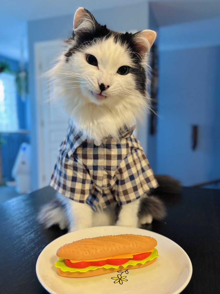 Your sandwich is beautiful. Now your sandwich is mine. I’ll steal your sandwiches Until the end of time. 🥪 #theoreocat #CatsOfX #CatsOnX