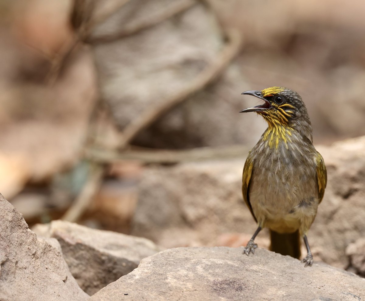 Stripe-throated Bulbul (#BirdsSeenIn2024) resembling an exploded chrysanthemum that has plastered itself onto its face [BirdingInChina.com].