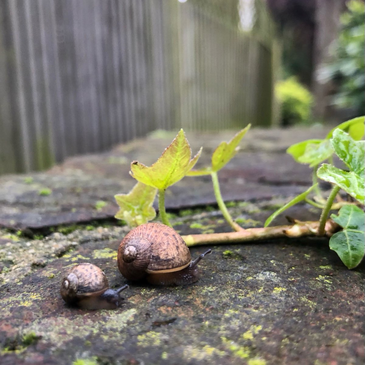 Have you got plans for the weekend yet? The forecast is looking ok, so it'd be a good time to get out and about, snap some pics and enter our spring Seasons of Ealing photo competition! For info go to: orlo.uk/uyLxj 🐌 photo by resident Natalie Warne