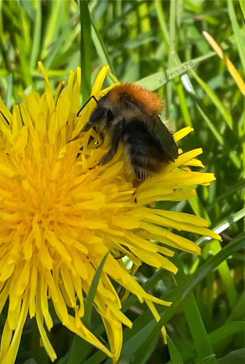 Common carder bee on dandelion 🌼🌿 
#InsectThursday #Wildflowers 
#ThePhotoHour #NaturePhotography 
#SaveOurBees @BumblebeeTrust