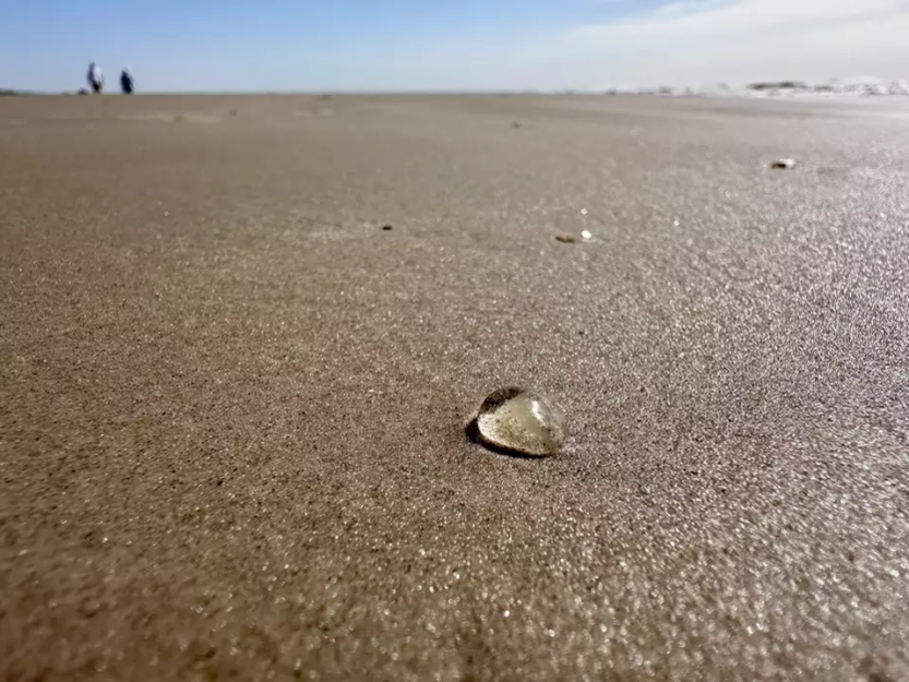 These teeny-tiny sea creatures are washing up on Texas beaches! Look closely or you might miss them.
lmtonline.com/lifestyle/outd…
