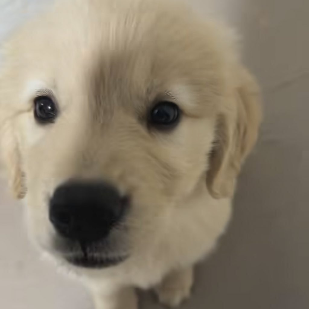 takemybear 🐶 tweet media