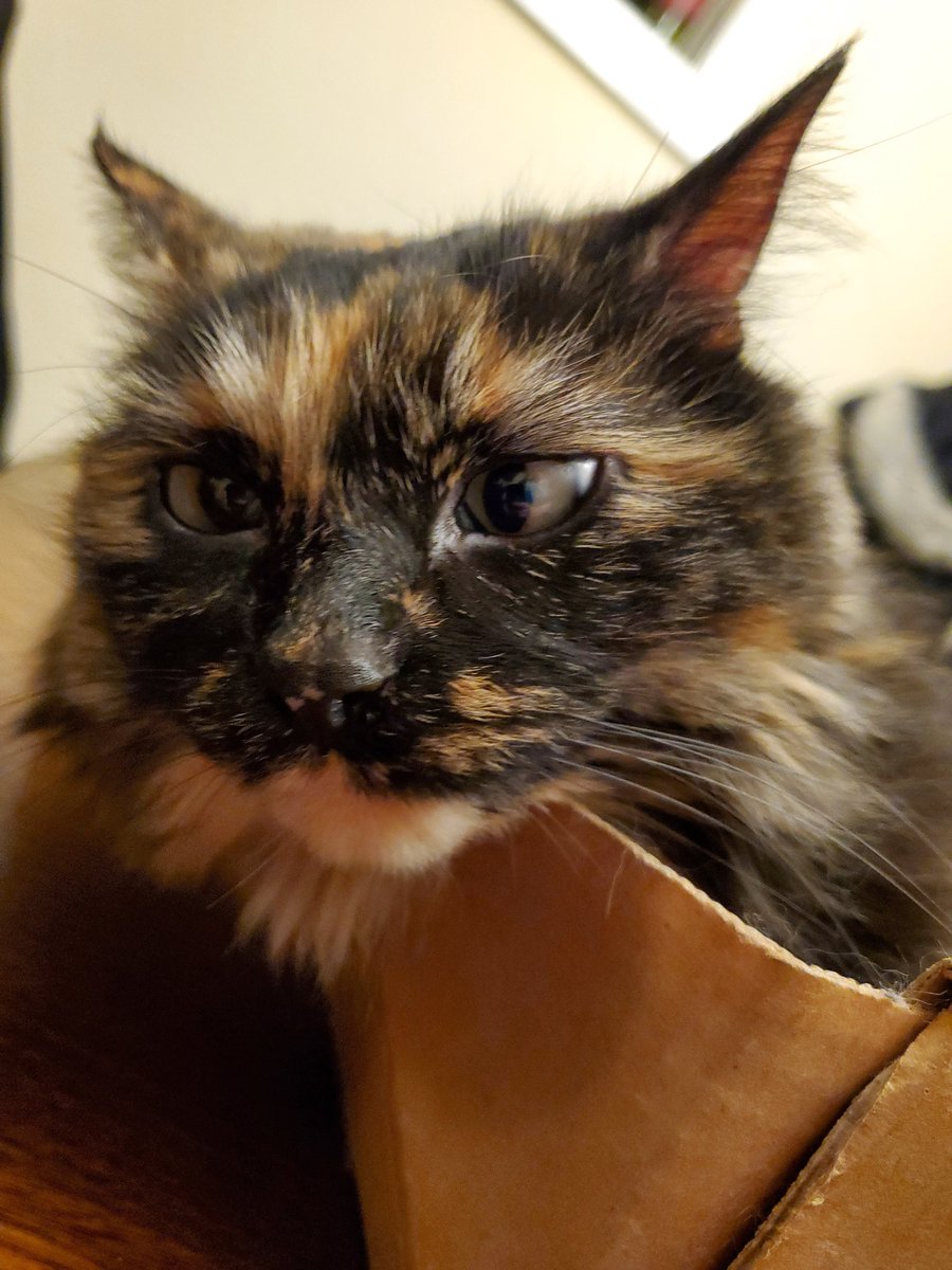 kira 🌼 tweet media