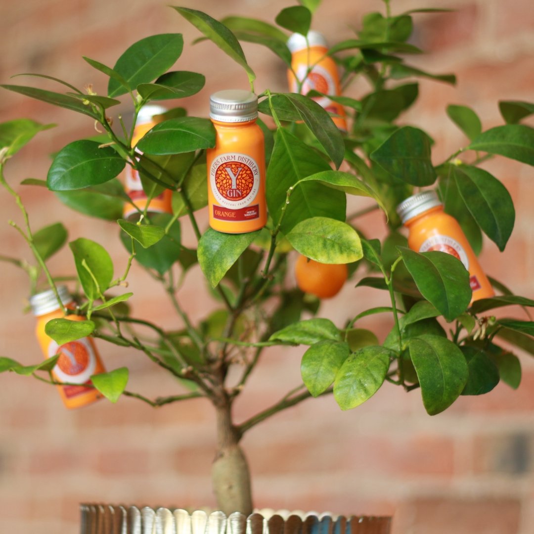 🌳🍊 NOT YOUR AVERAGE ORANGE TREE 🍊🌳 Exciting news! Our exclusive Y-Gin Orange mini is now available to buy on Amazon. We produced exclusively for travel as a more sustainable packaging option but now you can order to your home.