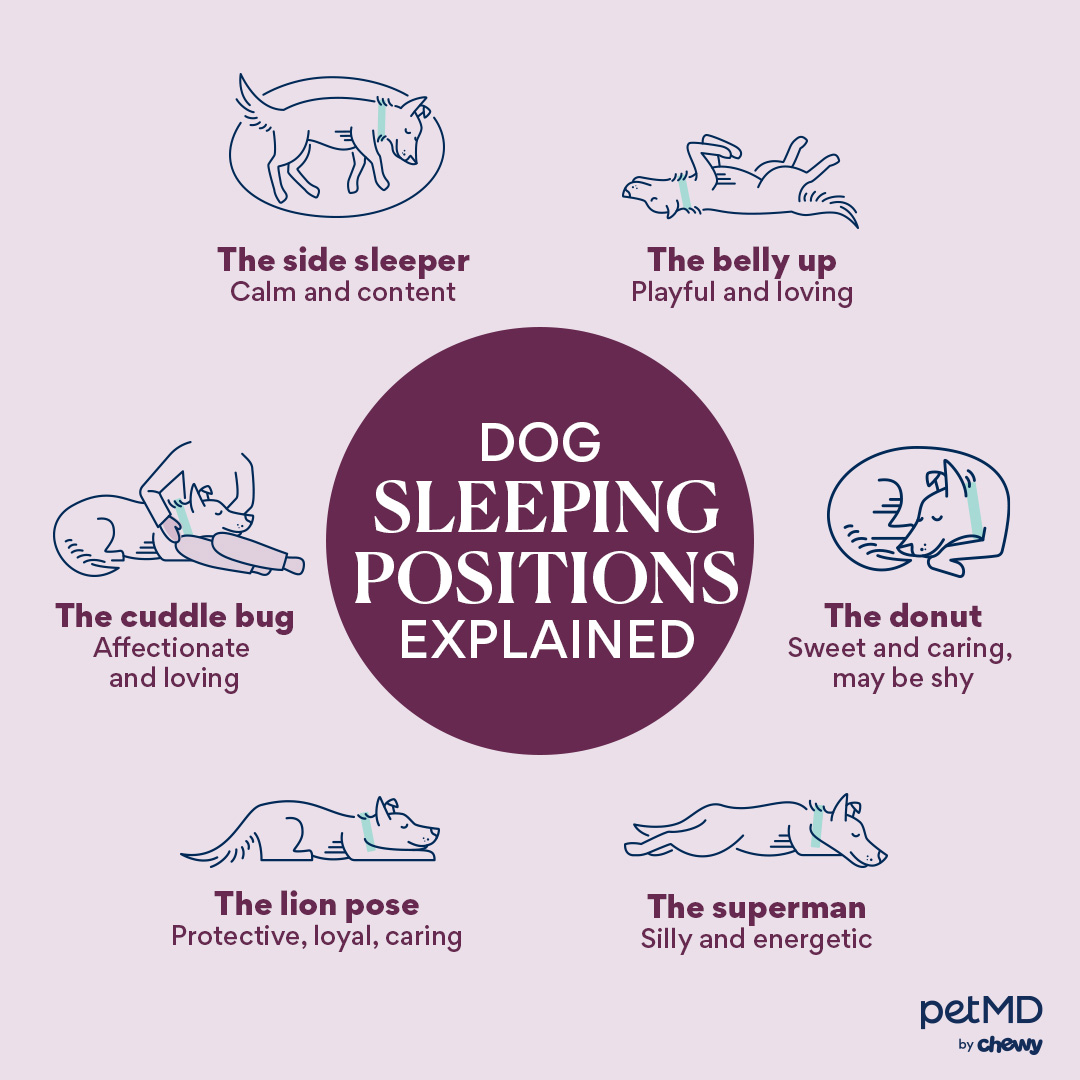 Is your dog a side sleeper? Or do they prefer belly up? Here's what their sleeping style says about them.