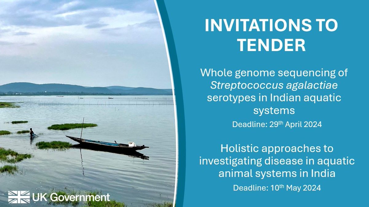 See our two invitations for tender⬇️ 🦠 Whole genome sequencing for Antimicrobial Resistance AMR in aquatic systems in India and South-East Asia 👉 bit.ly/3U66S01 AND 🦐 Holistic approaches to investigating disease in aquatic animal systems 👉 bit.ly/49Jd1VE