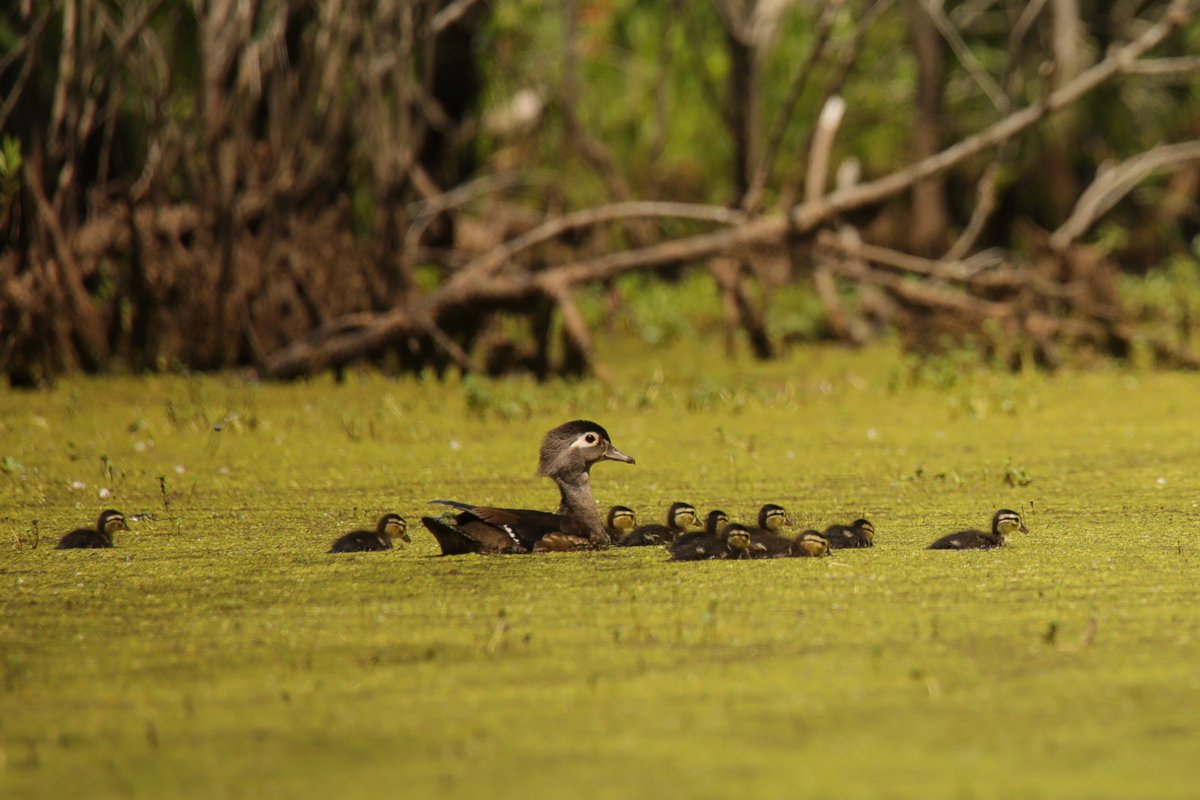 The Nature Conservancy in North Carolina (@nc_tnc) on Twitter photo Thanks to <a href="/RepGregMurphy/">Congressman Greg Murphy, M.D.</a> for his continued strong support for NAWCA funding to protect wetlands for duck habitat and other migratory waterfowl in eastern NC. #ncpol Thanks to <a href="/RepGregMurphy/">Congressman Greg Murphy, M.D.</a> for his continued strong support for NAWCA funding to protect wetlands for duck habitat and other migratory waterfowl in eastern NC. #ncpol