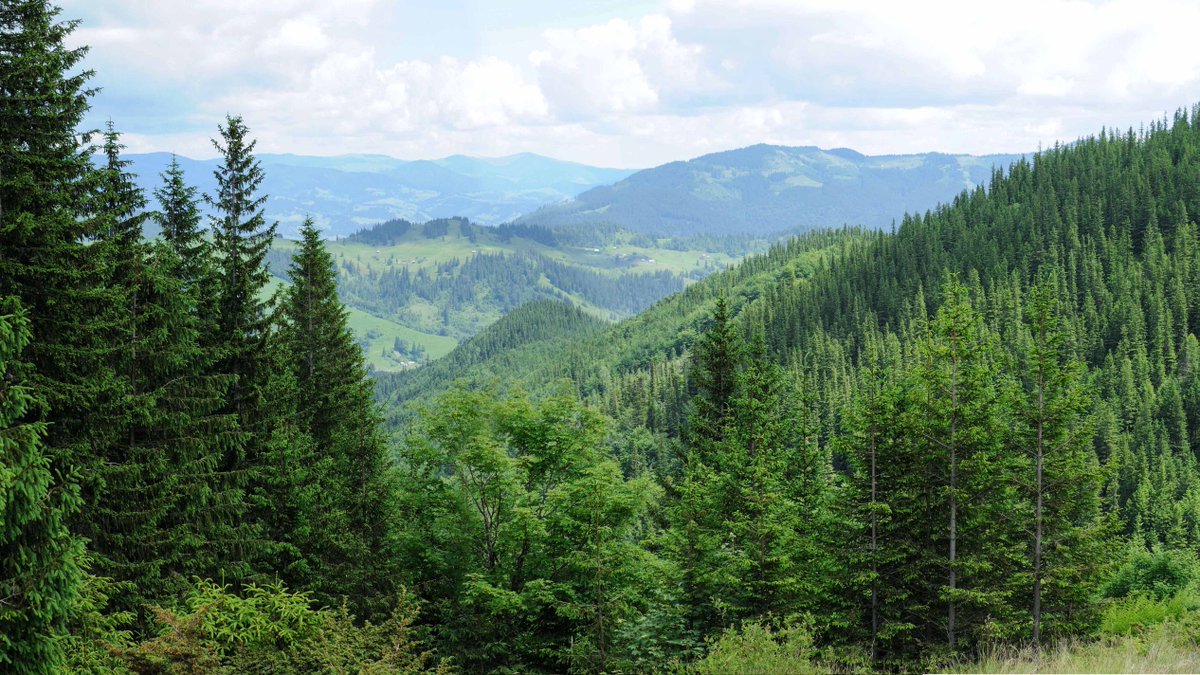 Each year, U.S. forests grow approximately two times more tree volume than is harvested, with a net average annual increase in growing stock of about 25 billion cubic feet. Get more #paperfacts here. pulse.ly/imyuboe19f #forestry #forestmanagement #paperindustry