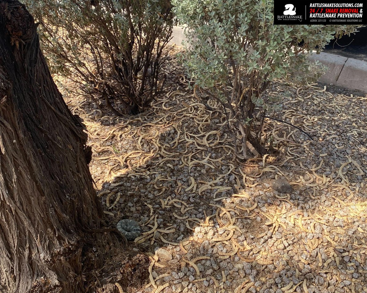 This pretty Southwestern Speckled Rattlesnake was spotted by the driveway in south Phoenix. Bryce was called out to help get this snake to a better spot. These are highly specialized rattlesnakes, requiring a great deal of precision in selecting a release site.