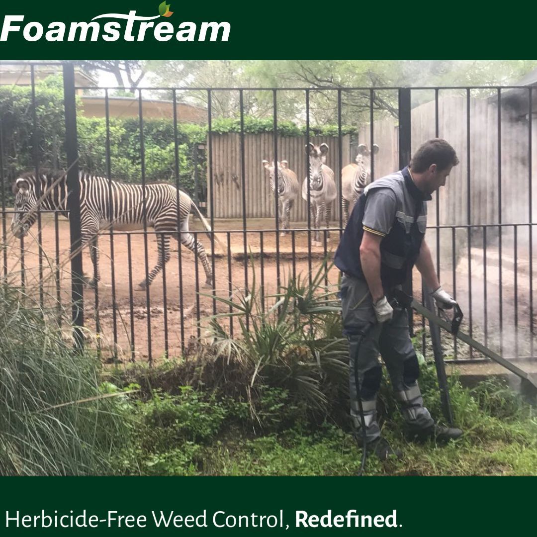 Here's a good one for you - have you ever seen someone weeding at a zoo?! 🦓 Probably not... until today! Here's a picture of our animal-friendly weeding solution Foamstream being used with Zebras in the background. You can just tell they're super impressed, can't you?