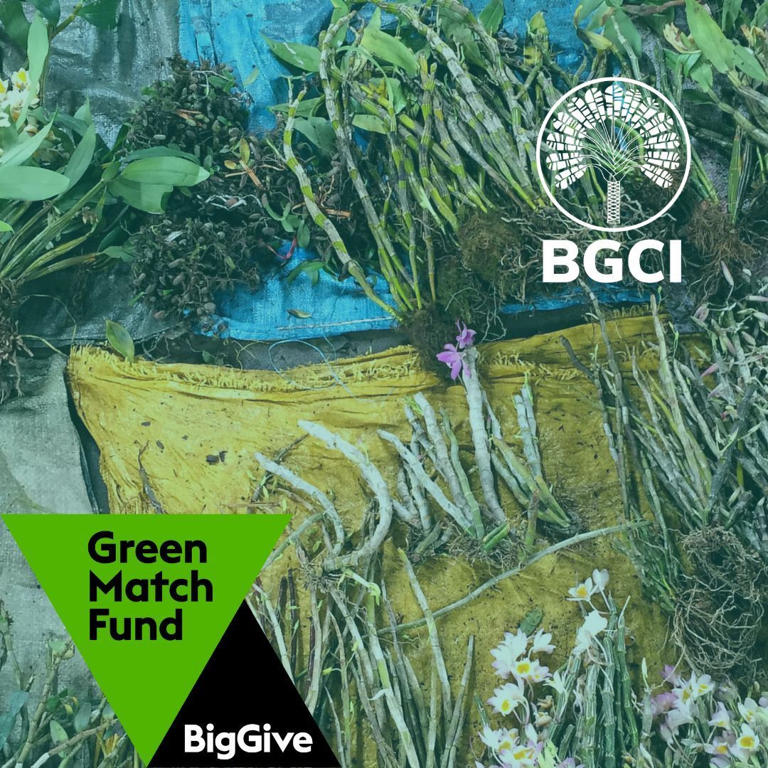 Help BGCI tackle the illegal plant trade in our <a href="/BigGive/">Big Give</a> Green Match Fund campaign. 
Donate TODAY and have your money doubled!  
buff.ly/3VDVM4F 
#KnowWhatYouGrow #PlantDefence #GlobalConservationNetwork