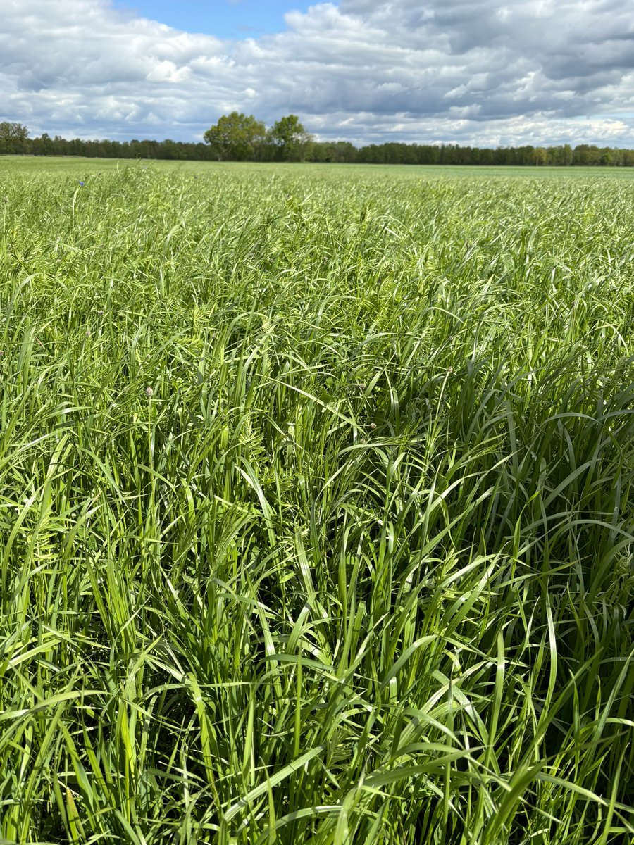 Laure Keller tweet media