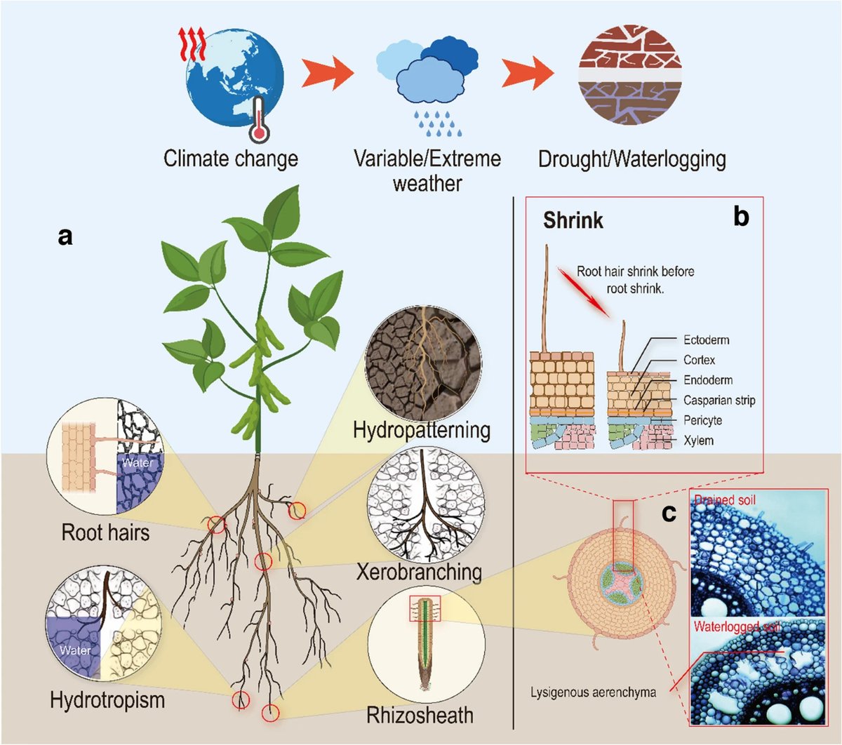 New paper in Plant Soil: Plant root-soil interface crucial for climate stress mitigation. JHI & UNIVDUN teams assess belowground traits for breeding.🌍 Read more:  n9.cl/48t5ts #Roo2Res #ClimateChange #Research