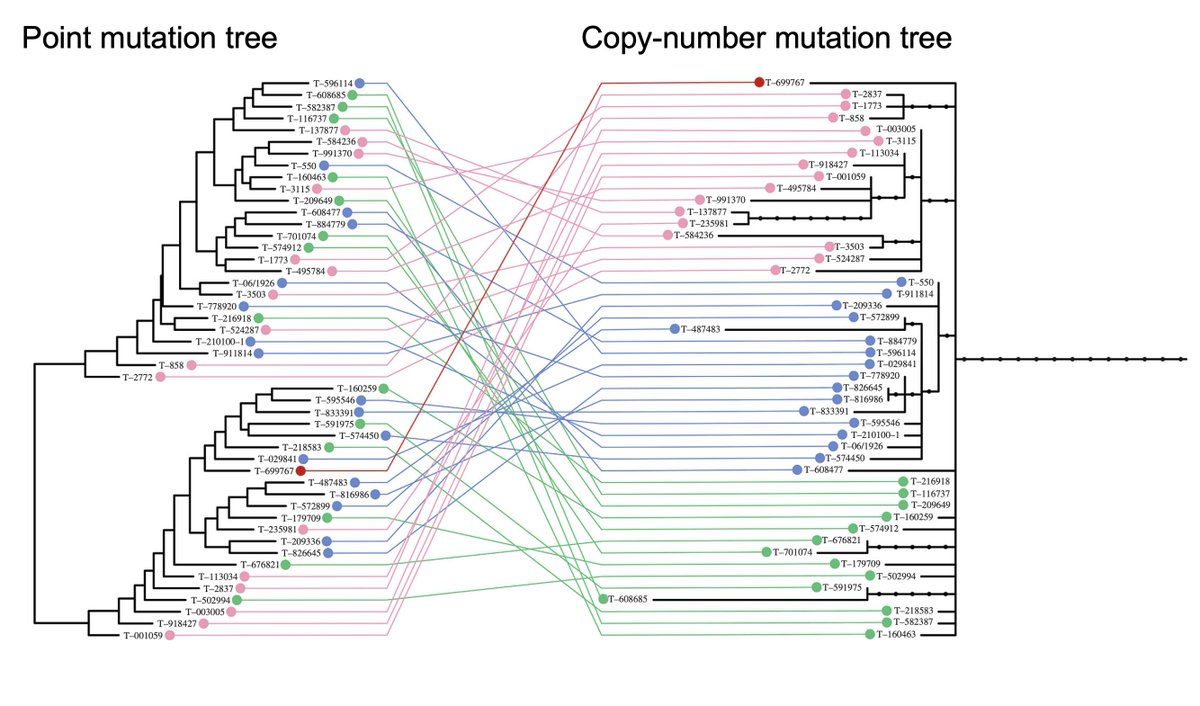 ... the original study’s tree, based on noisy point mutations, and our large copy-number based model LOOK NOTHING ALIKE! It’s 🍏 vs 🍊! Plot colours correspond to the four main DFT1 clades seen in our own data from >600 tumours – see Fig1 in tinyurl.com/plosbio2020. 🧵 (9/18)