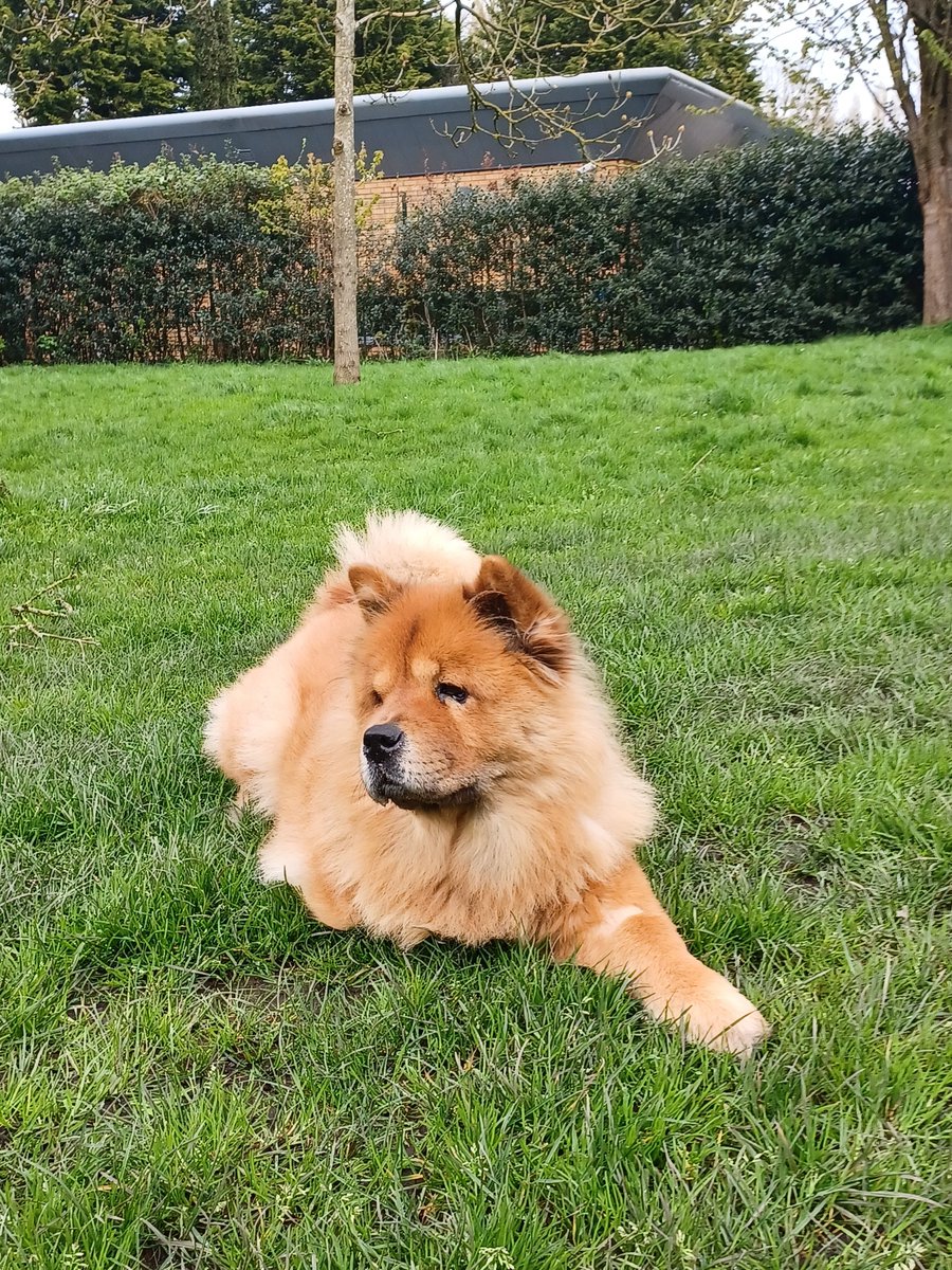 Another gorgeous doggy enjoying a lovely day at Didsbury Park 🐶😍

We are loving seeing your dogs enjoying our parks! 🤩

Don't forget to use #mcrbarks in your dogs park photoshoots!📷